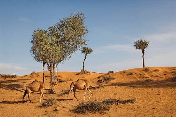 Nejpůsobivější pouštní safari v Dubaji