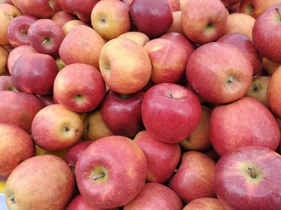 OnePlus Nord N20 photo sample apples