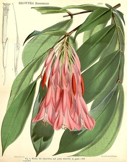 Angiosperm families - links to images 