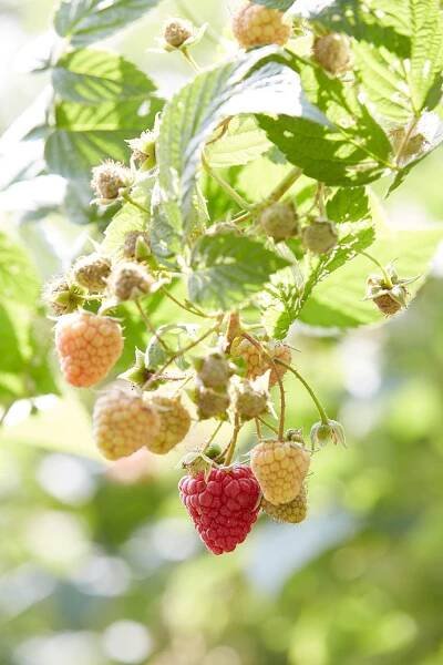 close up of a raspberry bramble