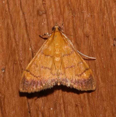 Pyrausta insignitalis