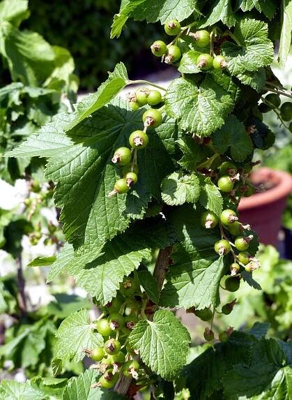 Ribes nigrum L. - Portale della Flora d'Italia / Portal to the Flora of Italy