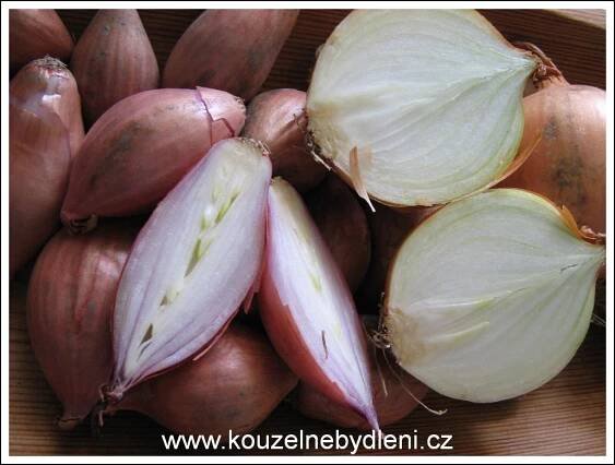 cibule, foto med