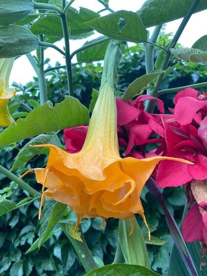 LANGENBUSCHER GARTEN | Brugmansia