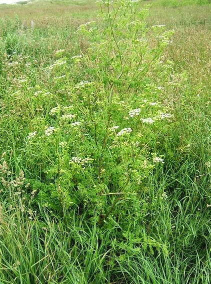 Conium maculatum