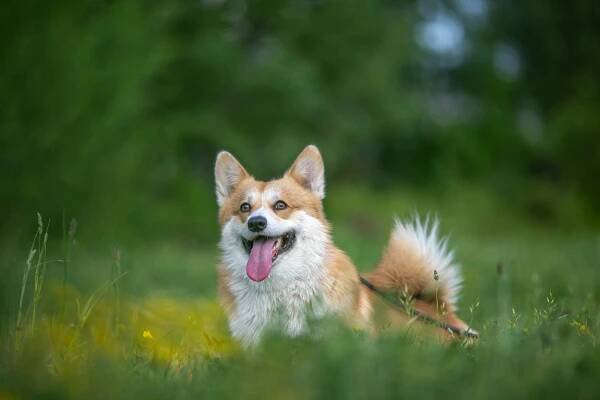 corgi, pes