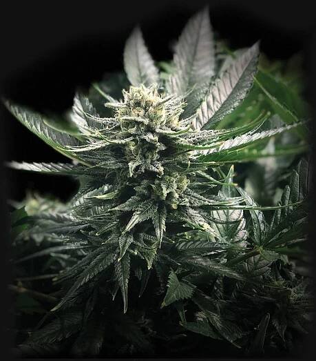 Gorilla Glue #4