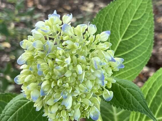 Our Sponsors — Simsbury Garden Club