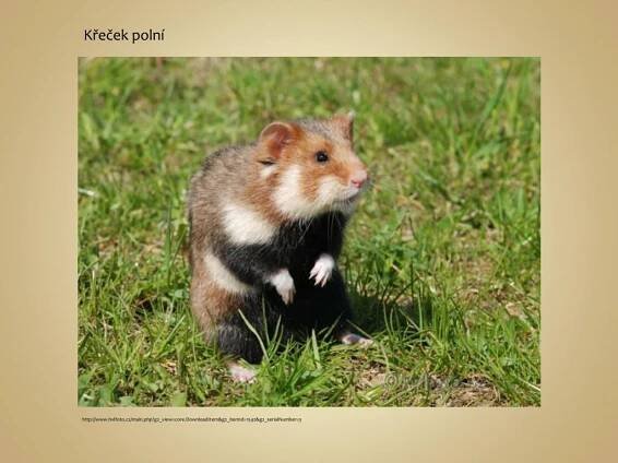 PPT - Ekosystém pole - Živočichové PowerPoint Presentation, free download - ID:2516898