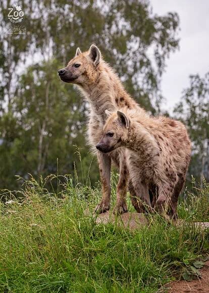 HYENA SKVRNITÁ (Crocuta crocuta) (zoonahradecku.cz)