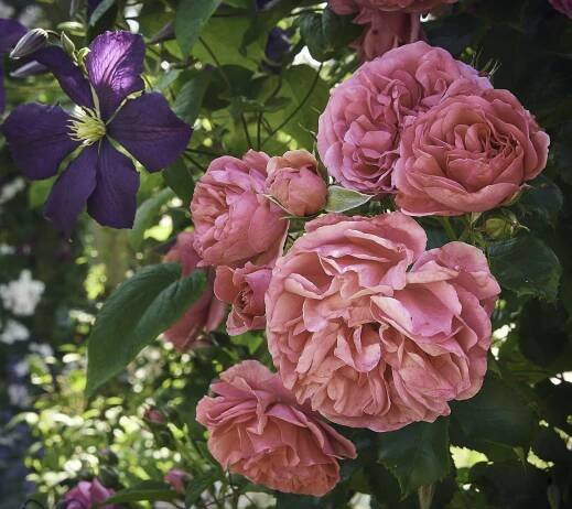 Climbing roses and clematis