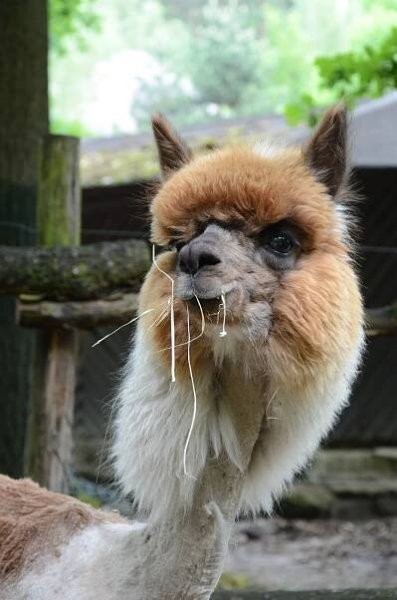 FOTO: Lamy alpaky v děčínské zoo „dostaly“ letní sestřih