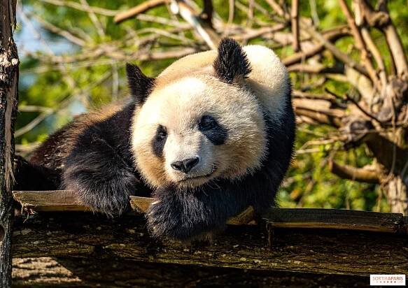 Zoo Beauval, tipy a triky pro návštěvu parku