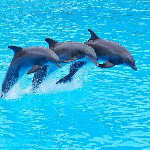 Delfinárium Antalya – Jointrips