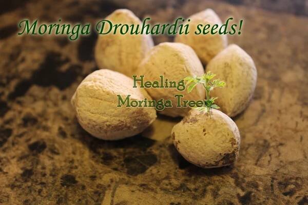 Other 13 Moringa species