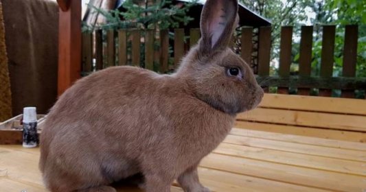 Čistokrevný chovný králík musí mít na uších tetování. Provádí ho proškolený chovatel