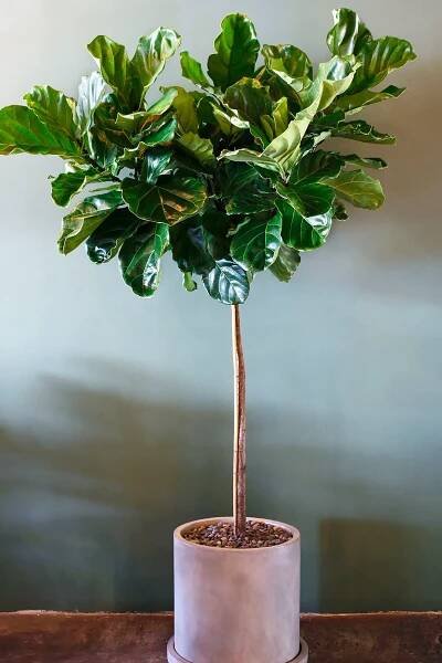 Atelier Belladonna Miami Studio of Floral Design - Shop the Manhattan Collection
