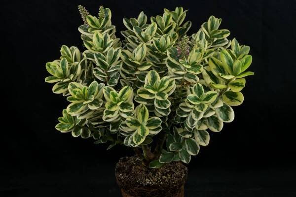 Hebe andersonii Classica