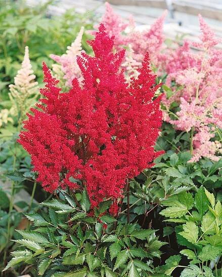Astilbe japonica ´Montgomery´ , Čechrava japonská, C1