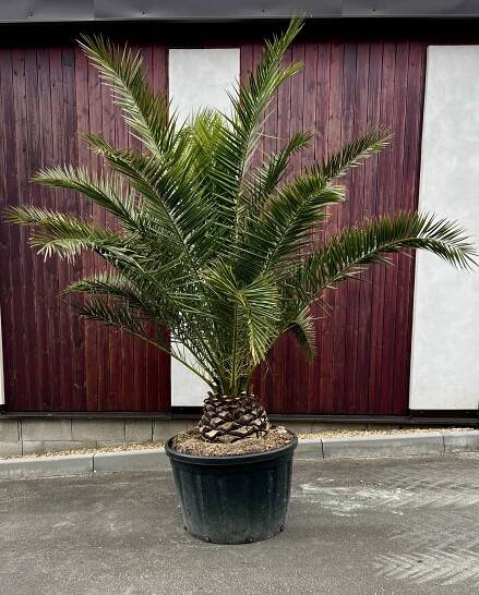 Phoenix canariensis, cca 230 cm