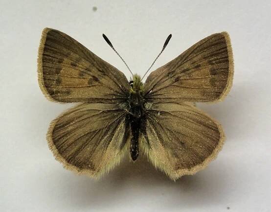 Obrázek - Tomares ballus ballus | BioLib.cz
