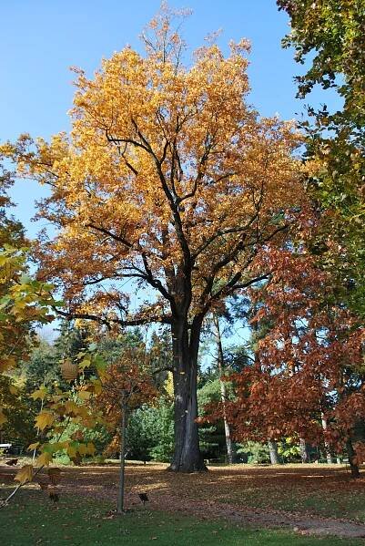 Quercus robur - dub letní - podzimní habitus 
