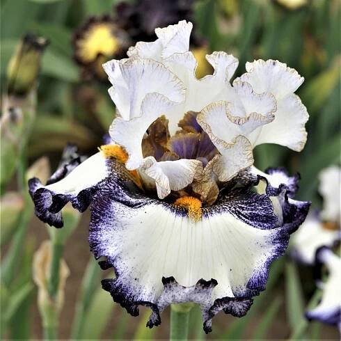 Covert Caper – KEITH KEPPEL IRIS