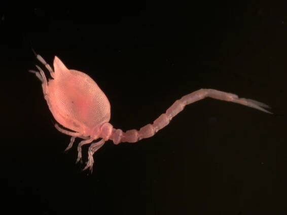 #Research – @mbari-blog on Tumblr