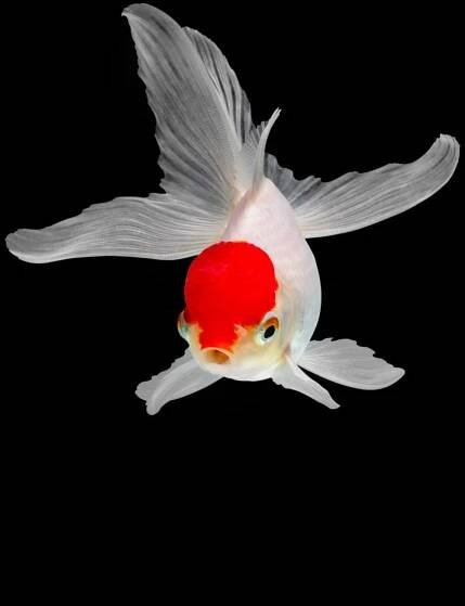 A White Fish With A Red Head On A Black Background