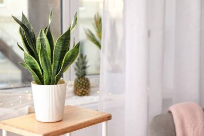 Pokojové rostliny vhodné do ložnice | SCANquilt Blog
