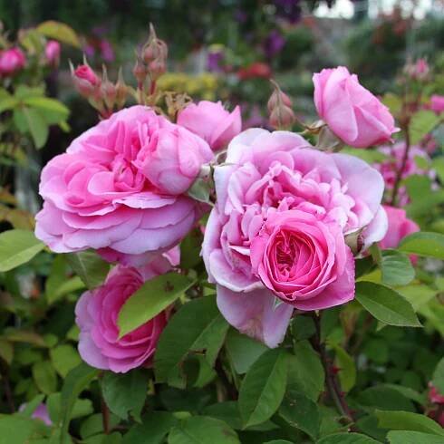 How to Grow Roses in the Pacific Northwest — Seattle's Favorite Garden Store Since 1924 - Swansons Nursery