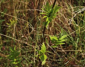 Kozlík lékařský (Valeriana officinalis)