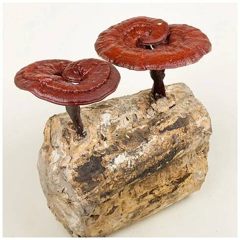 Ganoderma, Duanwood Red Reishi, 100% spórový prášek