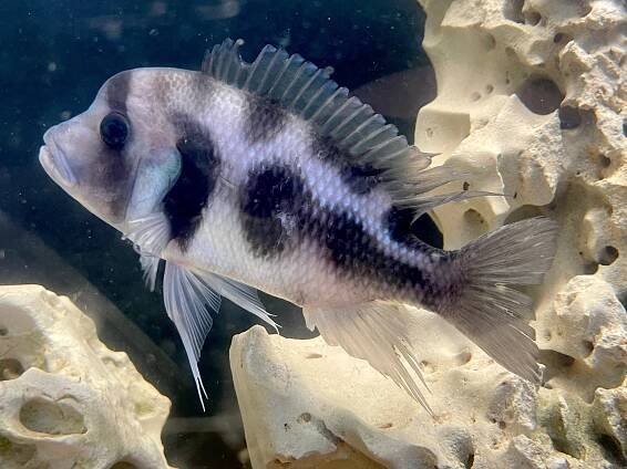 Black widow Frontosa (Cyphotilapia frontosa)