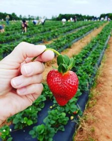 Hand holding a single strawberry at a strawberry patch