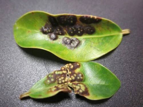 Ficus cerkosporóza. Nemoci ficus benjamin