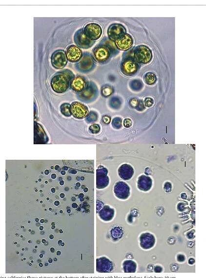 Cell Cycles Research Papers - Academia.edu