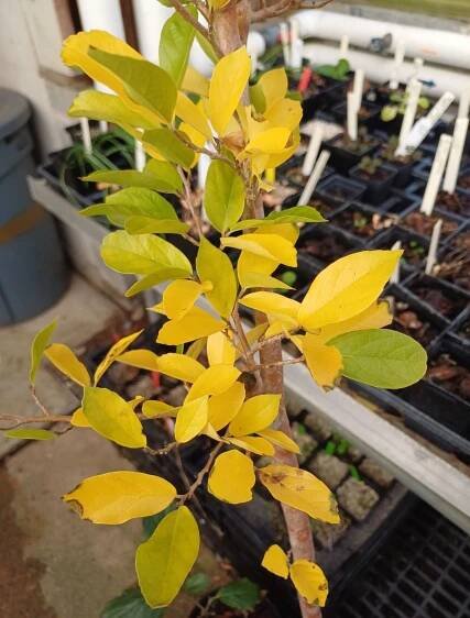 Distylium × Parrotia