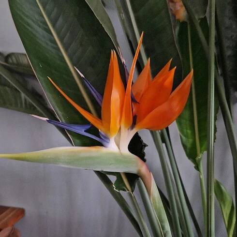 Strelitzia Reginae instagram @huisman.claudia