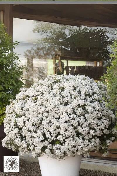 Choisya T. White Dazzler Londaz, kont. 2l