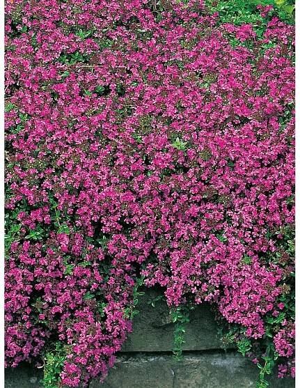 OBI Dúška materina úzkolistá "Coccineus" červená priemer kvetináča cca 9 cm x 9