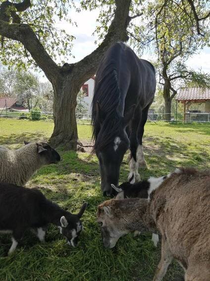 Farma Hájenka foto 4