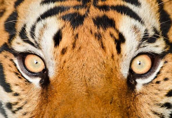 Tiger eye royalty free stock image