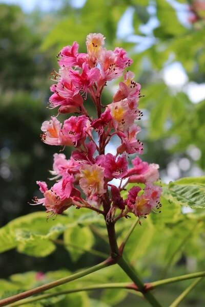 Jírovec červený Variegata (Aesculus x carnea)