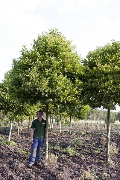 Platanus x acerifolia 'Alphen's Globe' - Platan | Starkl - zahradní­k spol. s r.o. STROMY