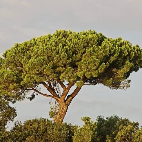 Italian Stone Pine Information – How To Care For Italian Stone Pines