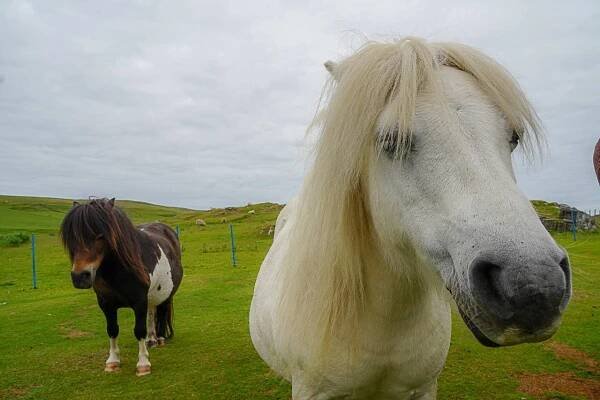 Shetland Island was the first stop of our Into the Midnight Sun Viking Ocean Cruise in Scotland. 