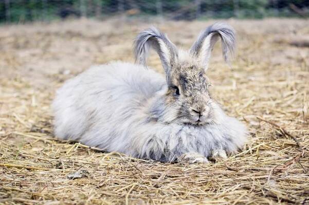 9 Bunny Breeds That Are Too Cute for Words