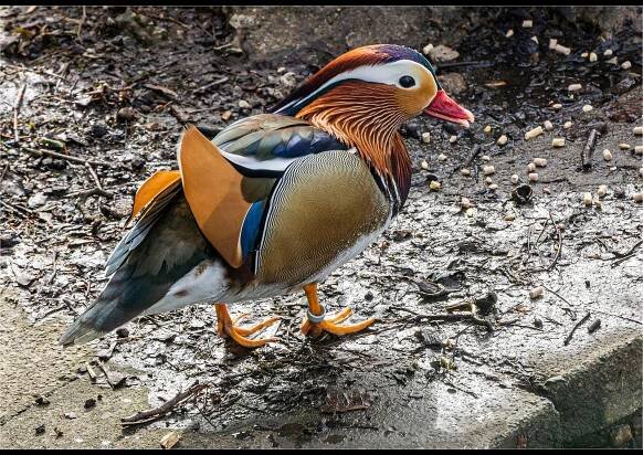 Male Mandarin by Michelle Thompson