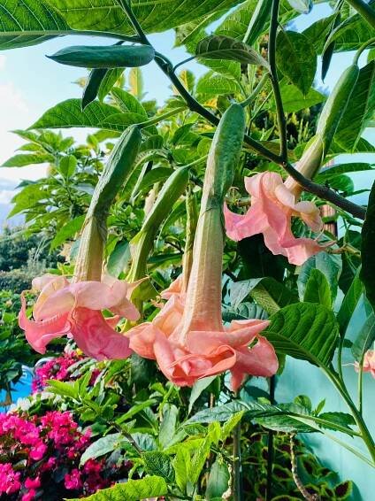 EVELYN | Brugmansia